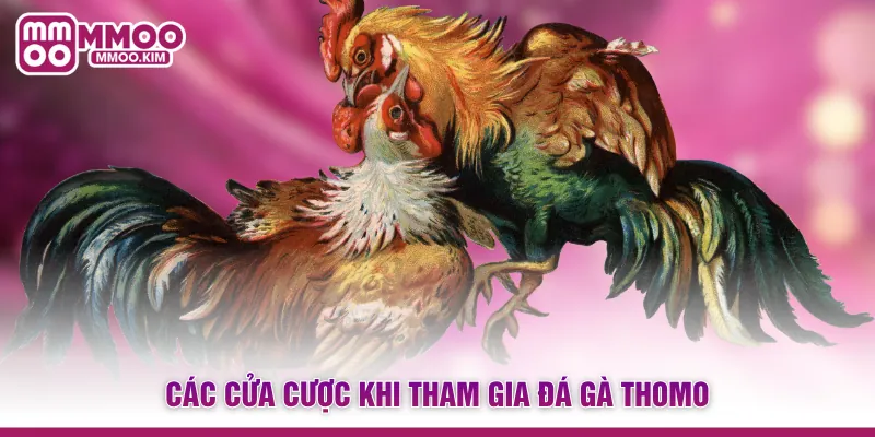 Các cửa cược khi tham gia đá gà Thomo