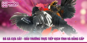 Đá Gà Cựa Sắt - Đấu Trường Trực Tiếp Kịch Tính Và Đẳng Cấp