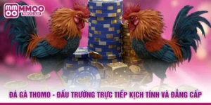 Đá Gà Thomo - Đấu Trường Trực Tiếp Kịch Tính Và Đẳng Cấp